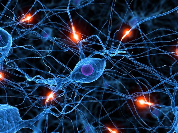 Neurons - Half of the human brain is devoted to vision.